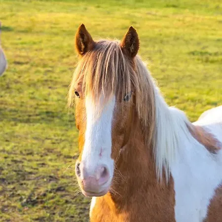 La Clairiere De Peylenc - Refuge En Velay Tatil Evi Saint-Pierre-Eynac