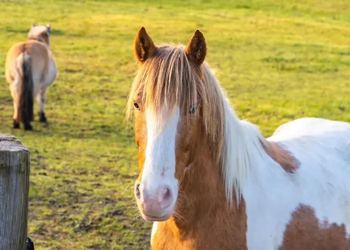 La Clairiere De Peylenc - Refuge En Velay Дом отдыха Saint-Pierre-Eynac